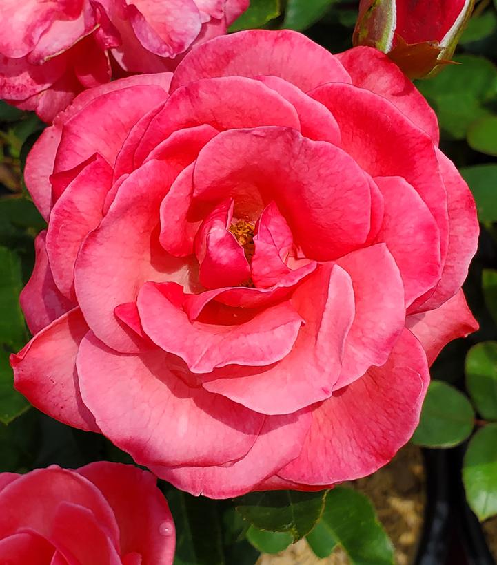 Rosa Easy Elegance® Grandma's Blessing