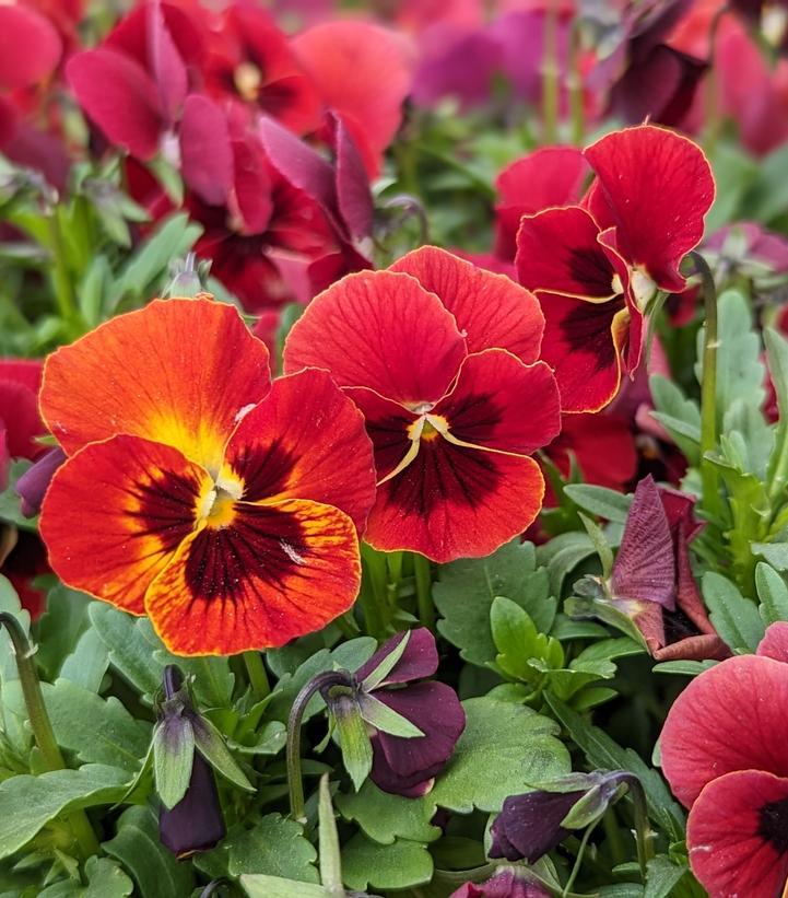 Viola Penny™ Penny™ Red Blotch