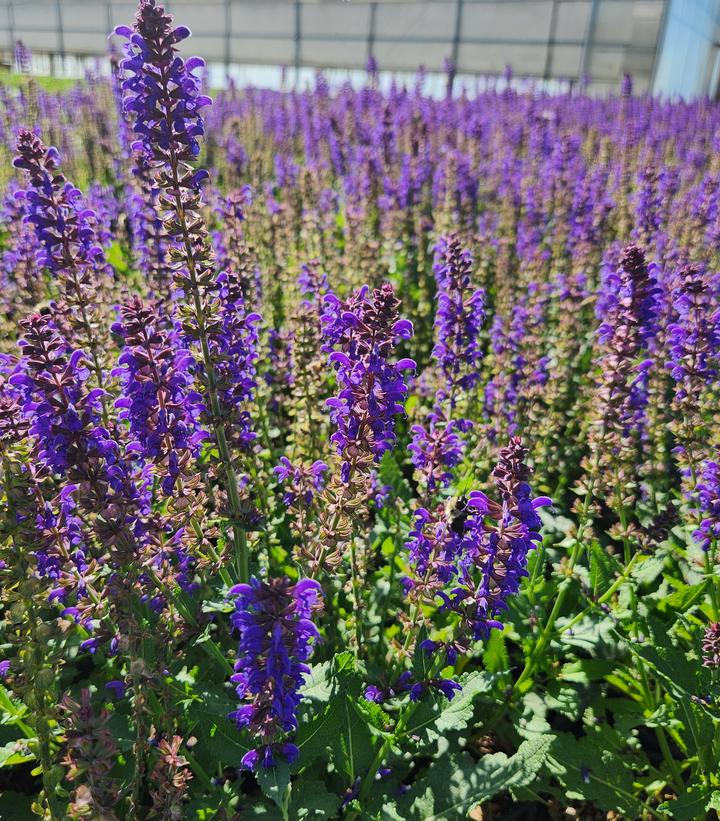 Salvia nemerosa Sallyrosa™ April Night