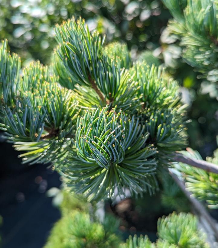 Pinus parviflora Glauca