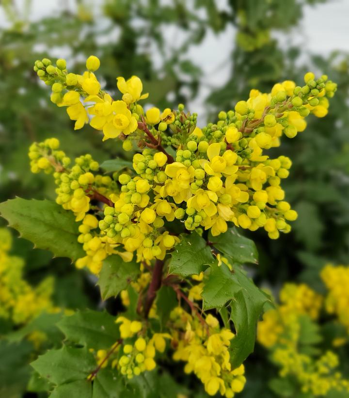 Mahonia aquifolia 