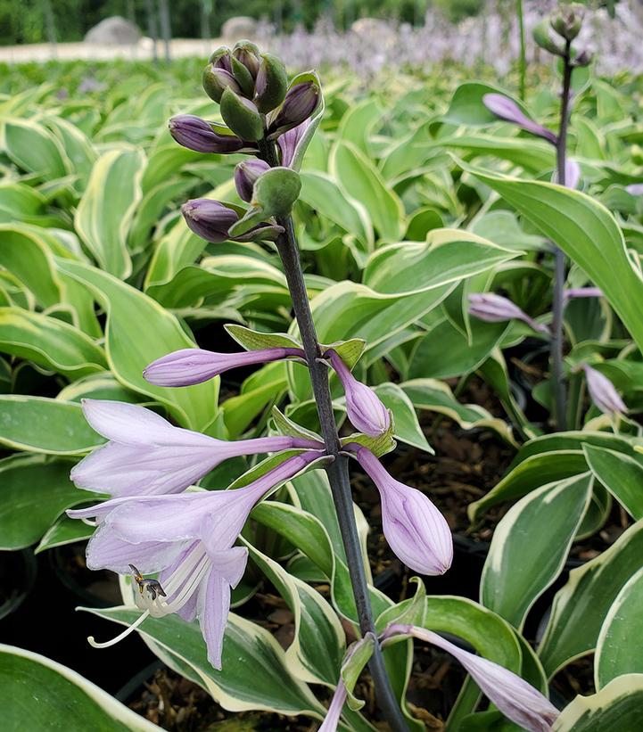 Hosta 'Tambourine'