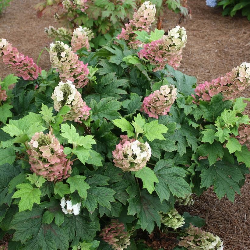 Hydrangea quercifolia Jetstream™