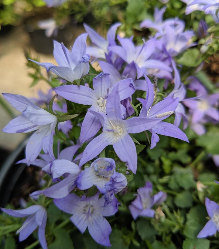 Campanula pos. Blue Waterfall