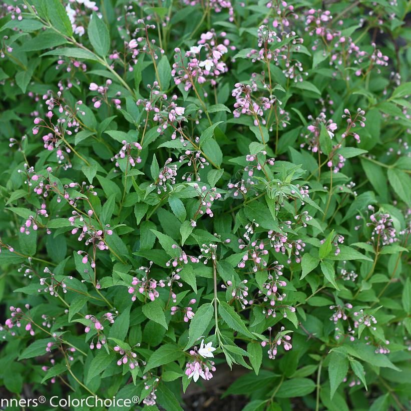 Deutzia x Yuki Cherry Blossom®