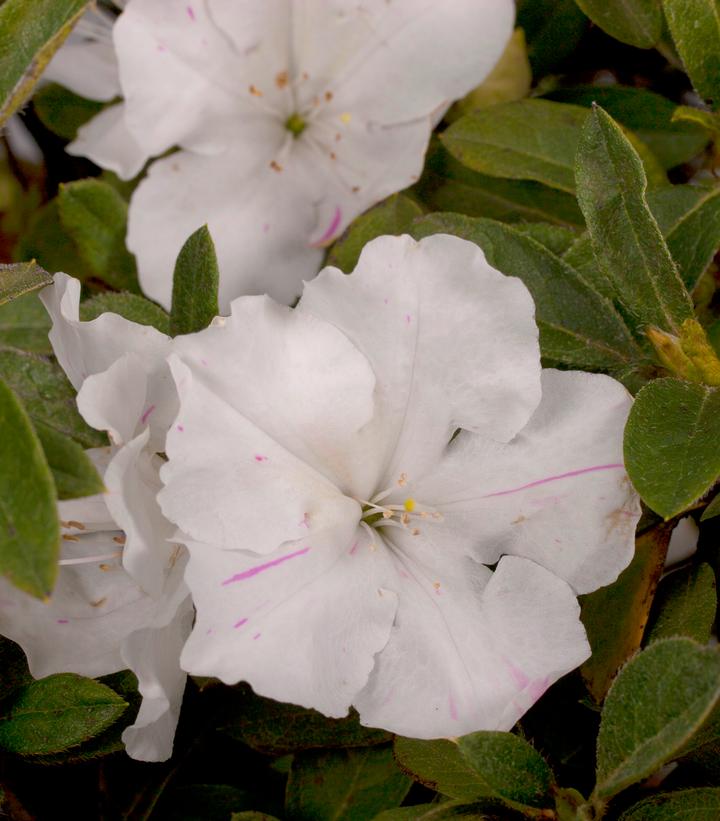 Azalea 'Encore® Autumn Lily®' Encore® Autumn Lily® Reblooming Azalea ...