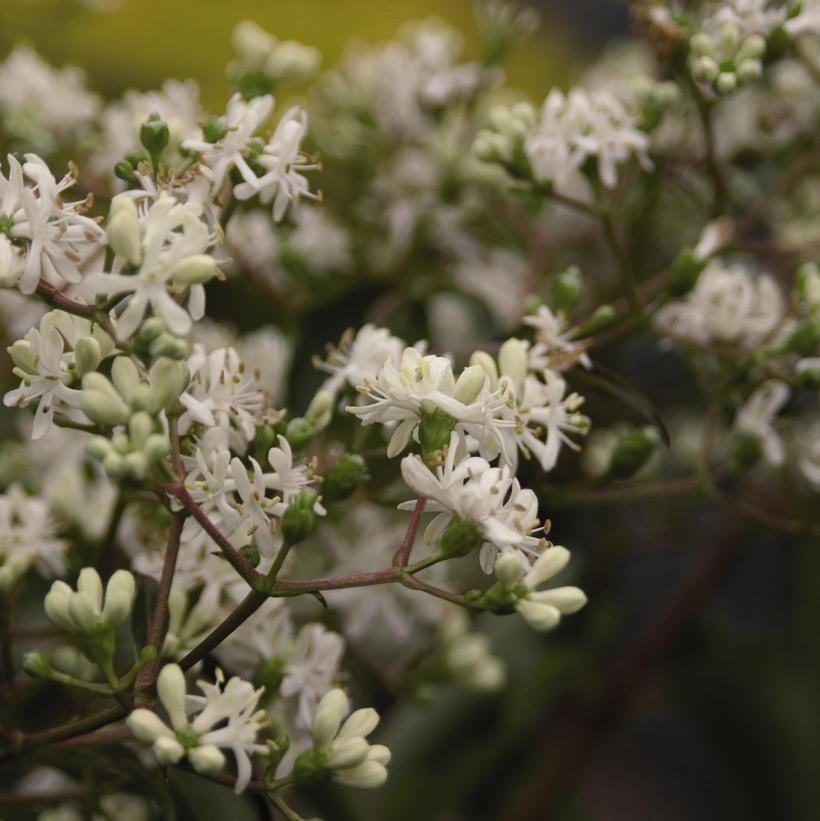 Heptacodium miconioides 