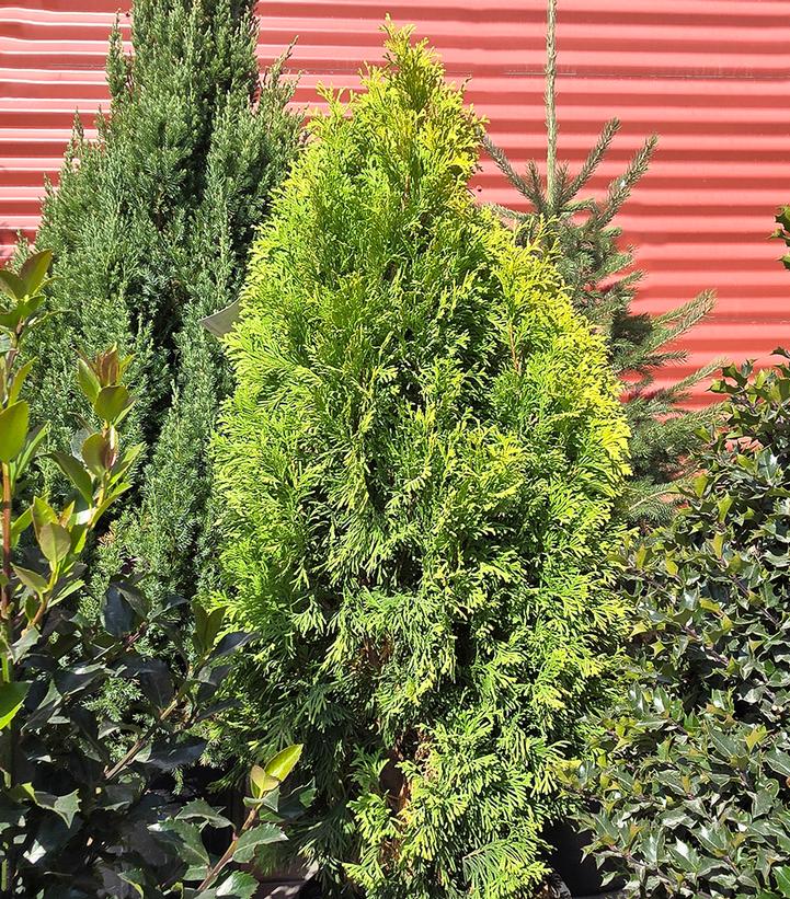 Thuja occidentalis Amber Gold