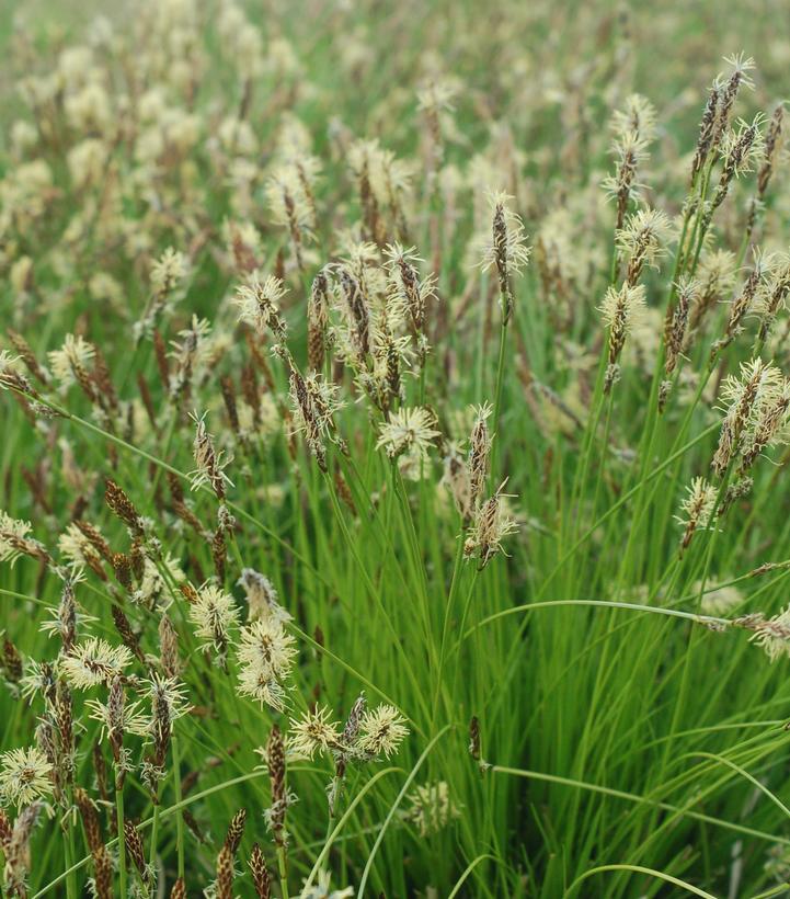 Carex pensylvanica 