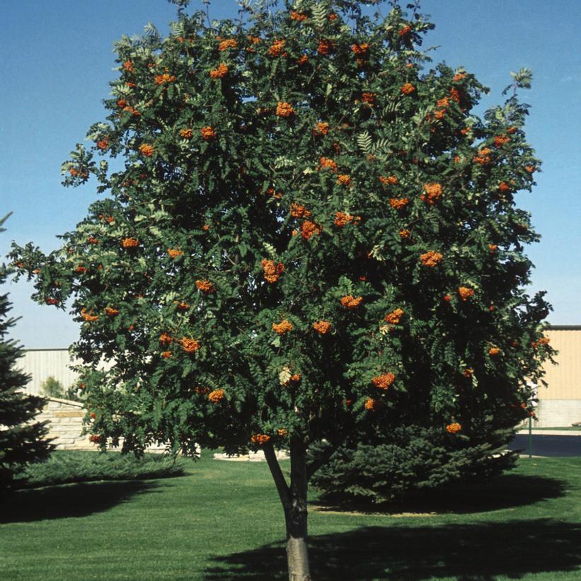 Sorbus aucuparia Cardinal Royal®