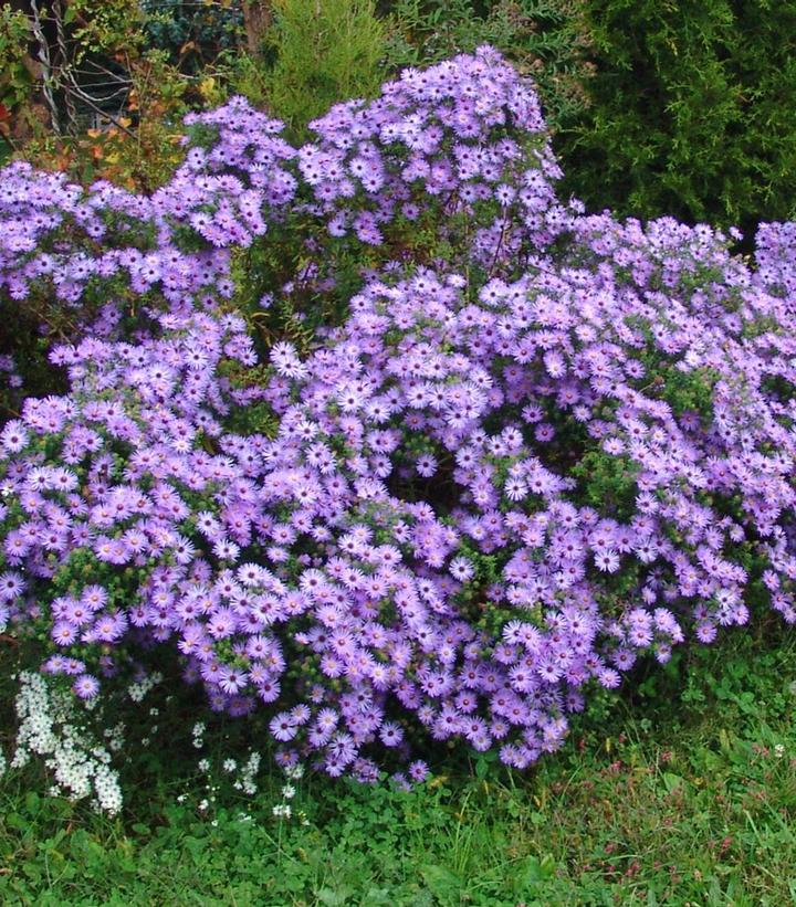 Aster oblongifolius 'Raydon's Favorite'