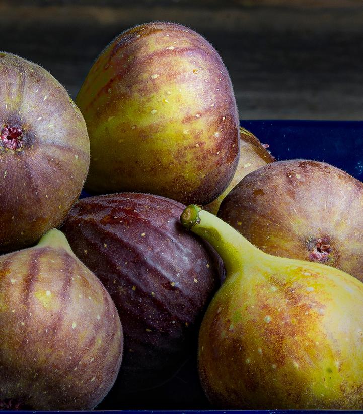 Ficus Bensonhurst Purple