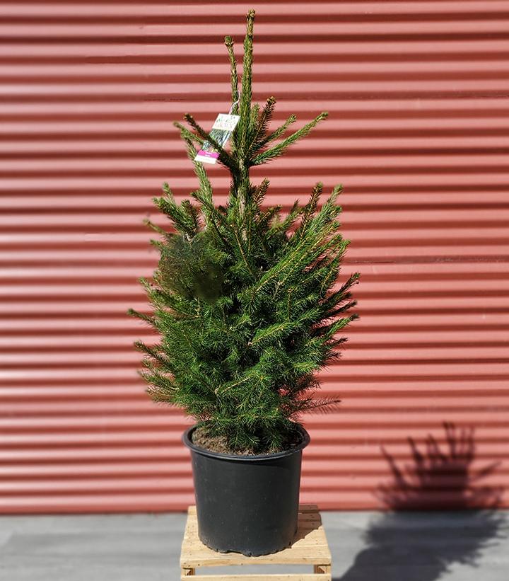 Picea abies