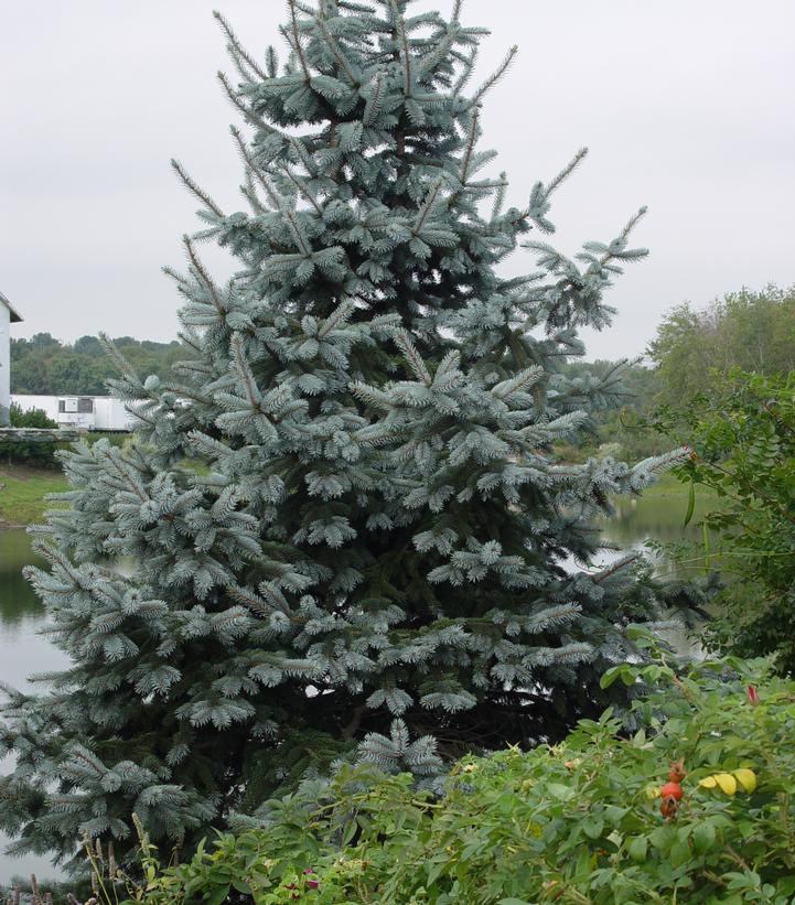 Picea pungens 'Glauca'