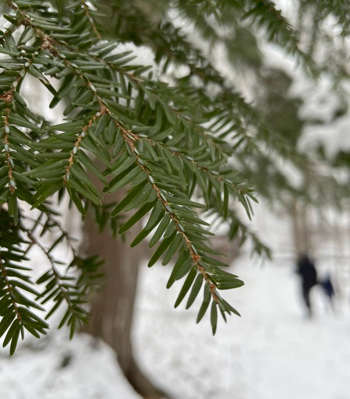 Tsuga canadensis 