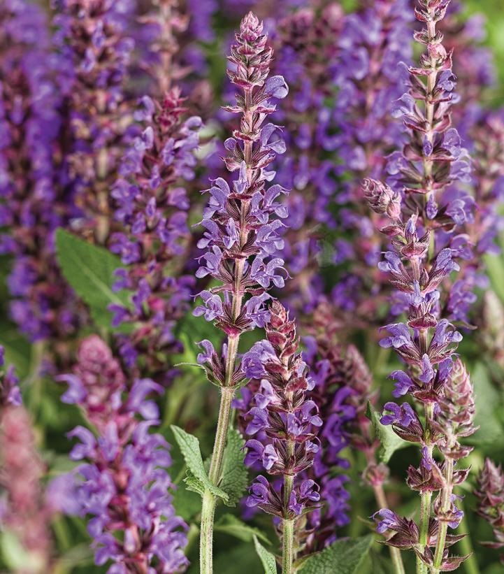 Salvia Color Spires® Color Spires® Violet Riot