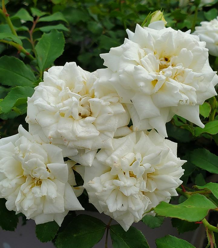 Rosa White Drift®