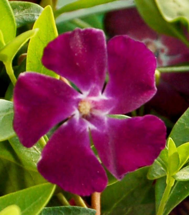 Vinca minor Atropurpurea