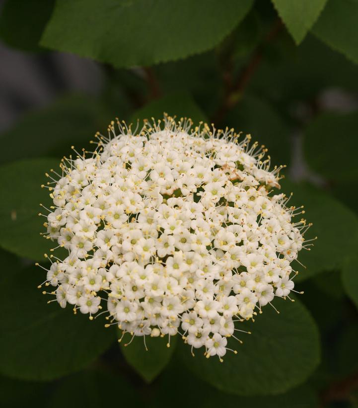 Viburnum x rhytidophylloides Red Balloon™
