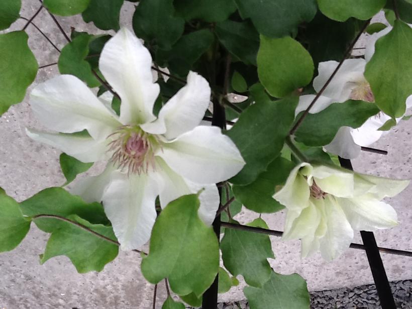 Clematis x Boulevard® Kitty™