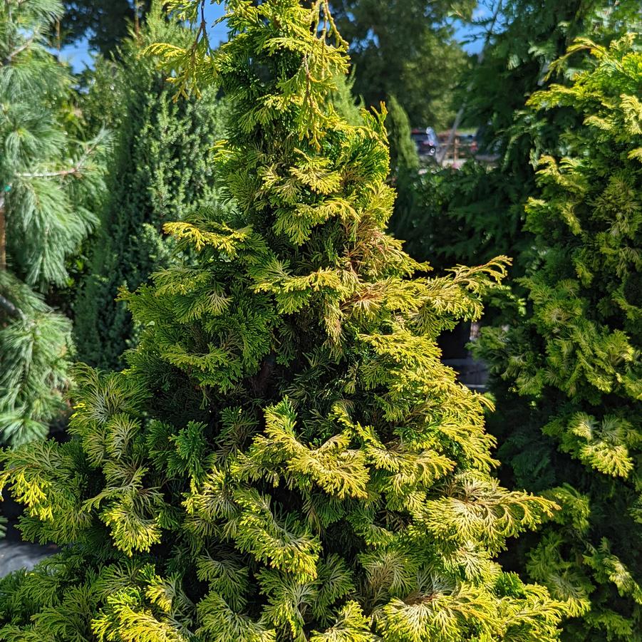 Chamaecyparis Obtusa Aurea Golden Hinoki False Cypress From Dietrich Chamaecyparis Obtusa Aurea Golden Hinoki False Cypress From Dietrich