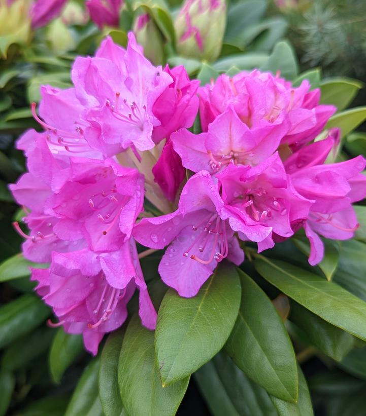 Rhododendron cat. 'Roseum Pink'