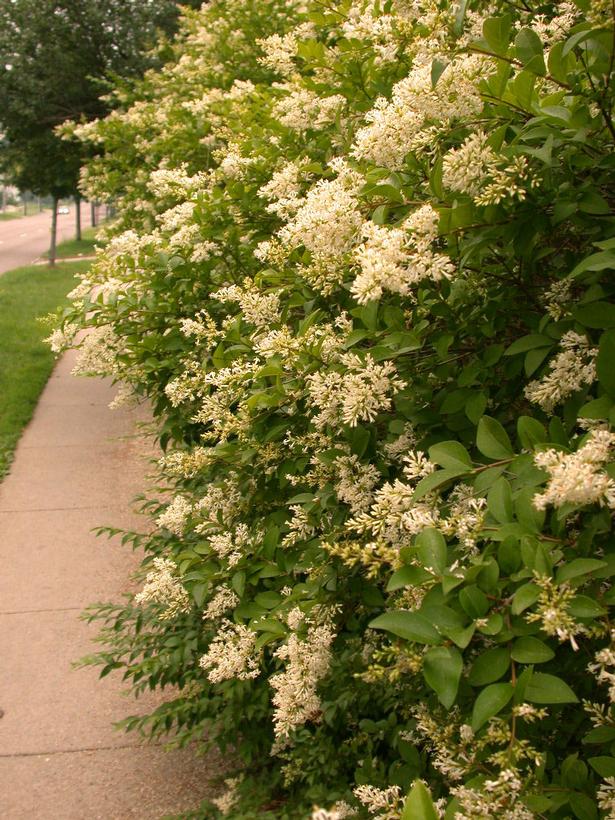 Ligustrum amurense 