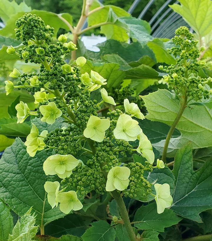 Hydrangea quercifolia 'Munchkin'