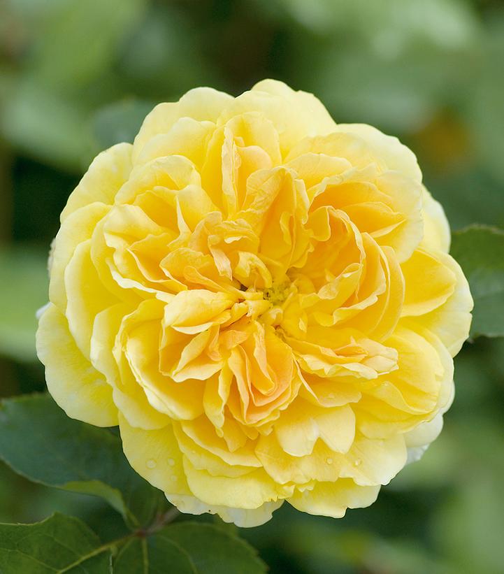 Rosa Molineux®
