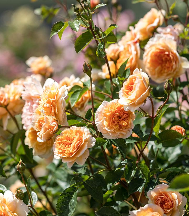 Rosa Port Sunlight