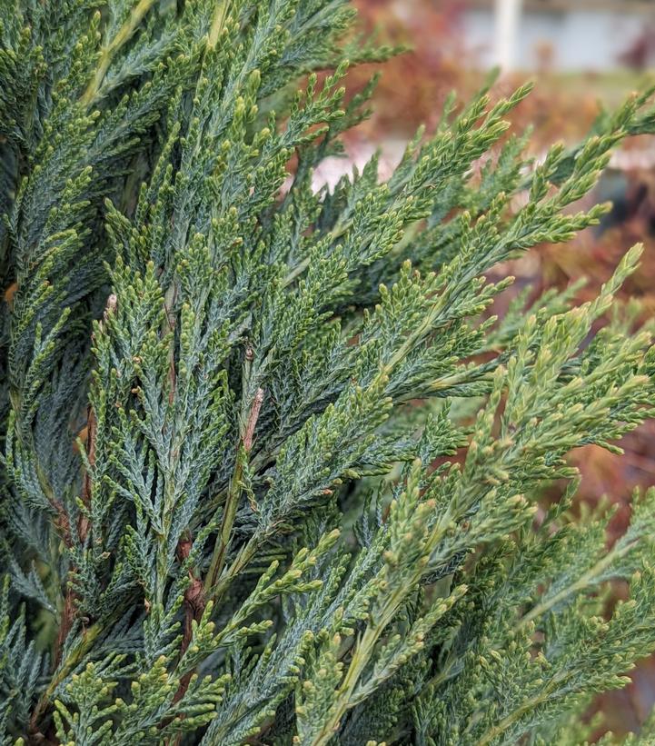 Juniperus scopulorum 'Moonglow'