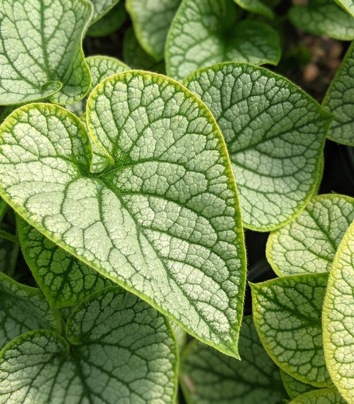 Brunnera macrophylla Jack Frost