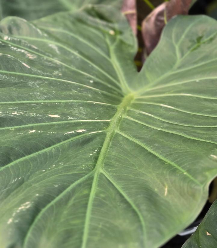 Alocasia 'Regal Shield'