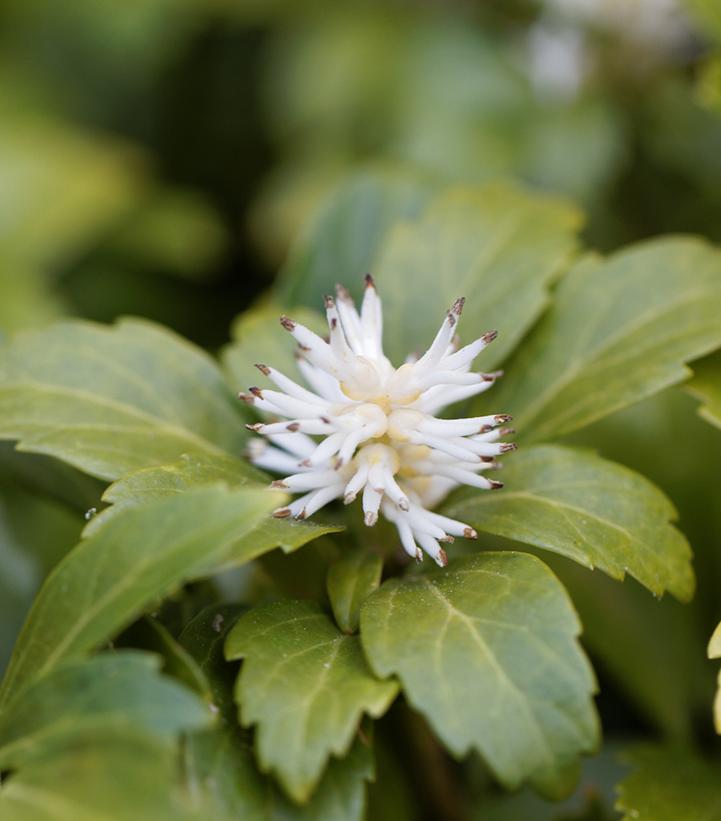 Pachysandra terminalis 