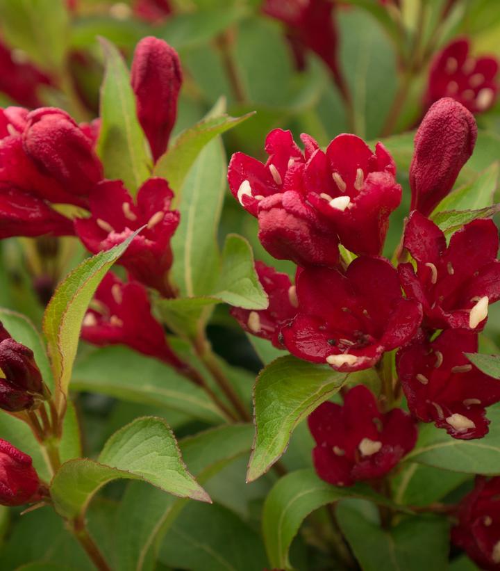 Weigela x Maroon Swoon™