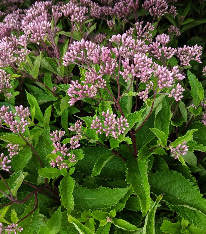 Eupatorium dubium 'Baby Joe'