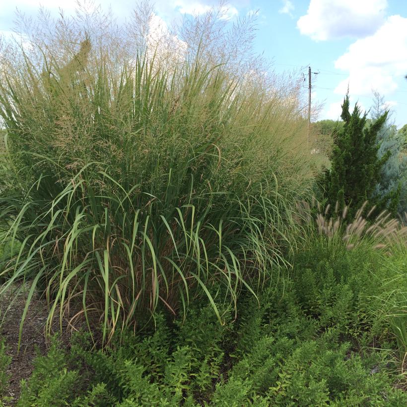 Panicum virgatum Thundercloud