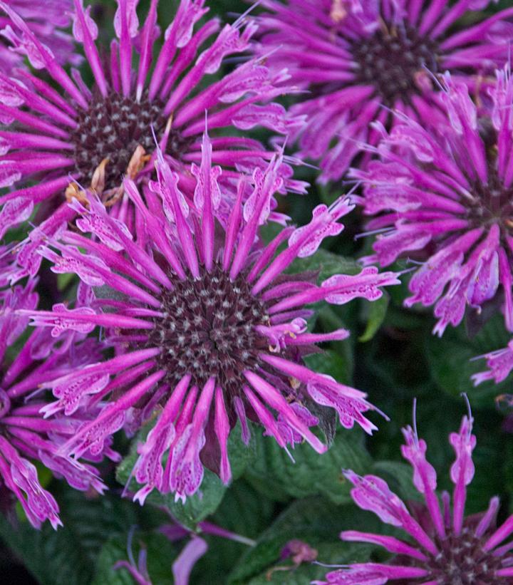 Monarda hybrid Leading Lady Plum