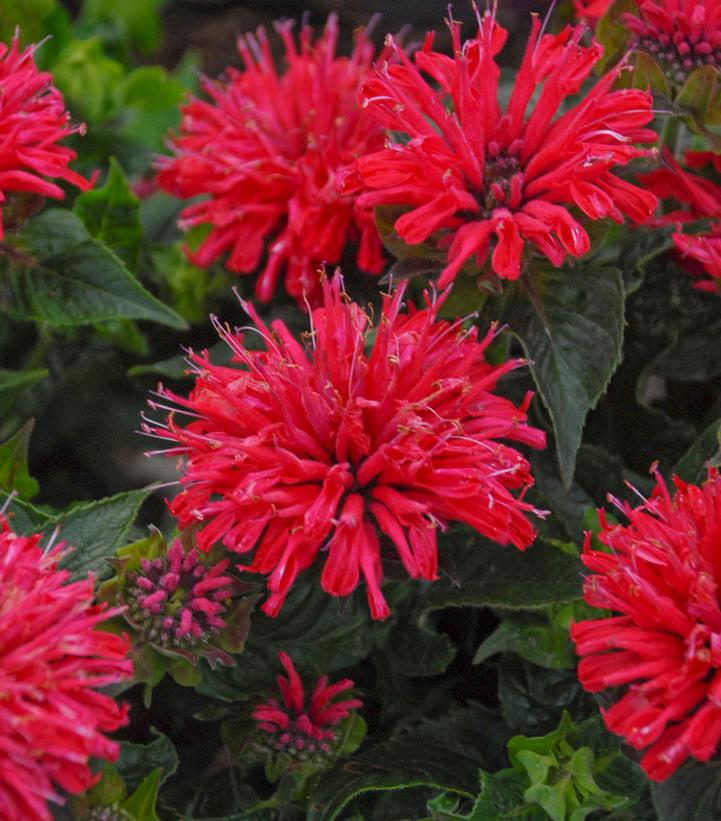 Monarda didyma Pardon My Cerise