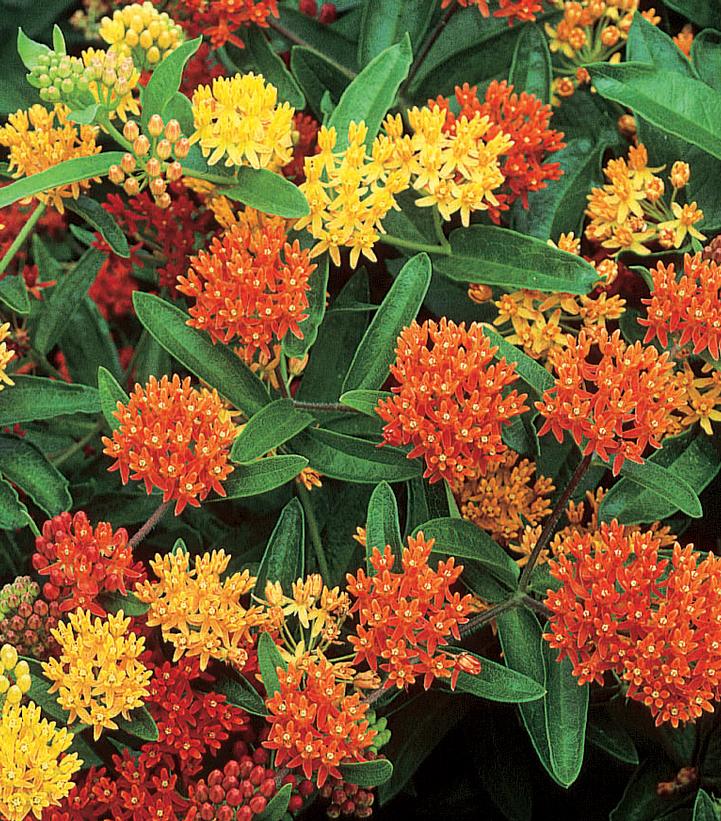 Asclepias tuberosa 'Gay Butterflies'