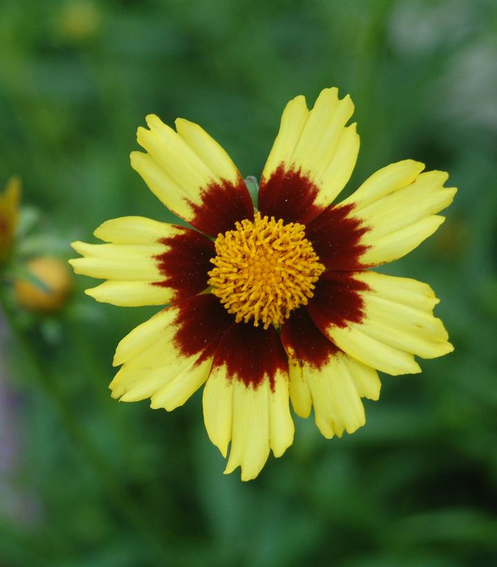 Coreopsis Big Bang™ Cosmic Eye