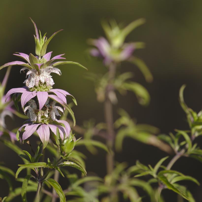 Monarda punctata 