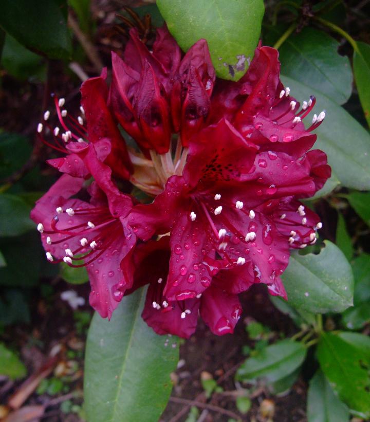 Rhododendron 'Dark Lord'