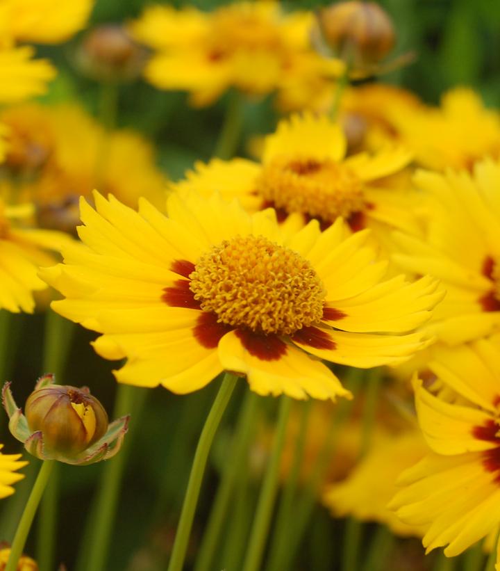 Coreopsis Tequila Sunrise