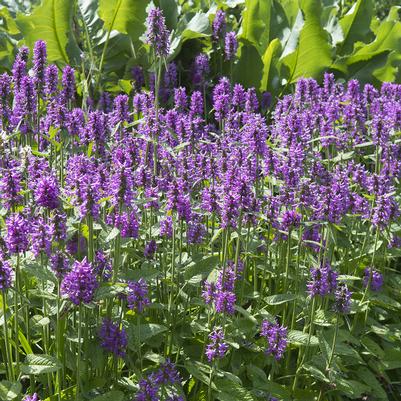 Stachys monieri Hummelo