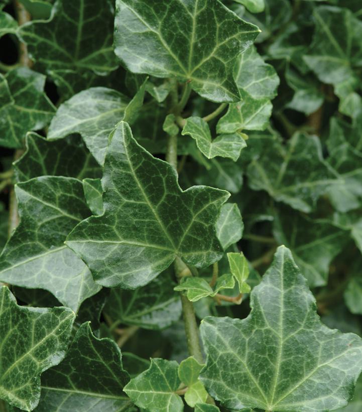 Hedera helix Baltica