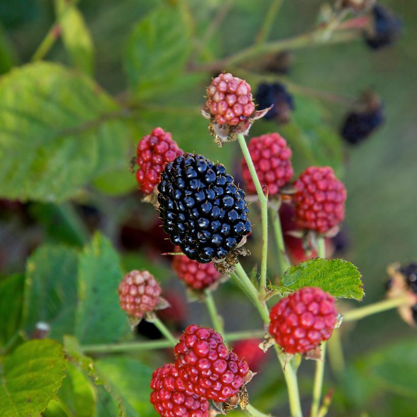 Rubus Bushel and Berry® Baby Cakes®