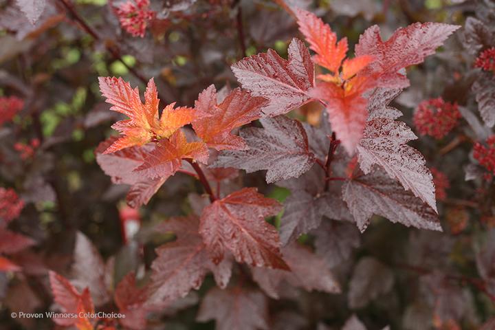 Physocarpus opulifolius Ginger Wine®