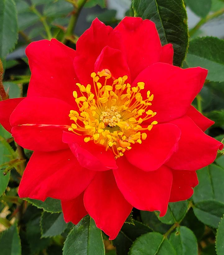 Rosa x 'Oso Easy® Urban Legend®' Oso Easy® Urban Legend® Landscape Rose ...