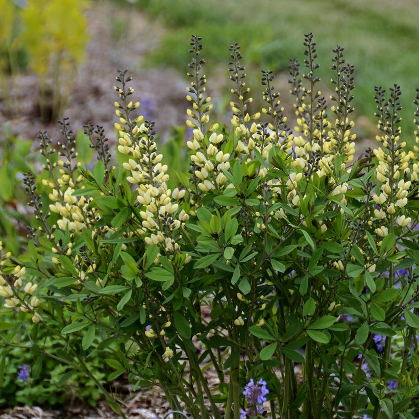 Baptisia hybrid Decadence® Decadence® Vanilla Cream